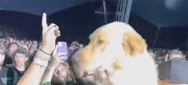 Controversy brews as concertgoer brings dog to Motionless In White set at The Scranton Apocalypse Fest