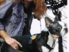 cliff-burton-dog