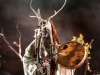 20211005_Heilung_RedRocks20