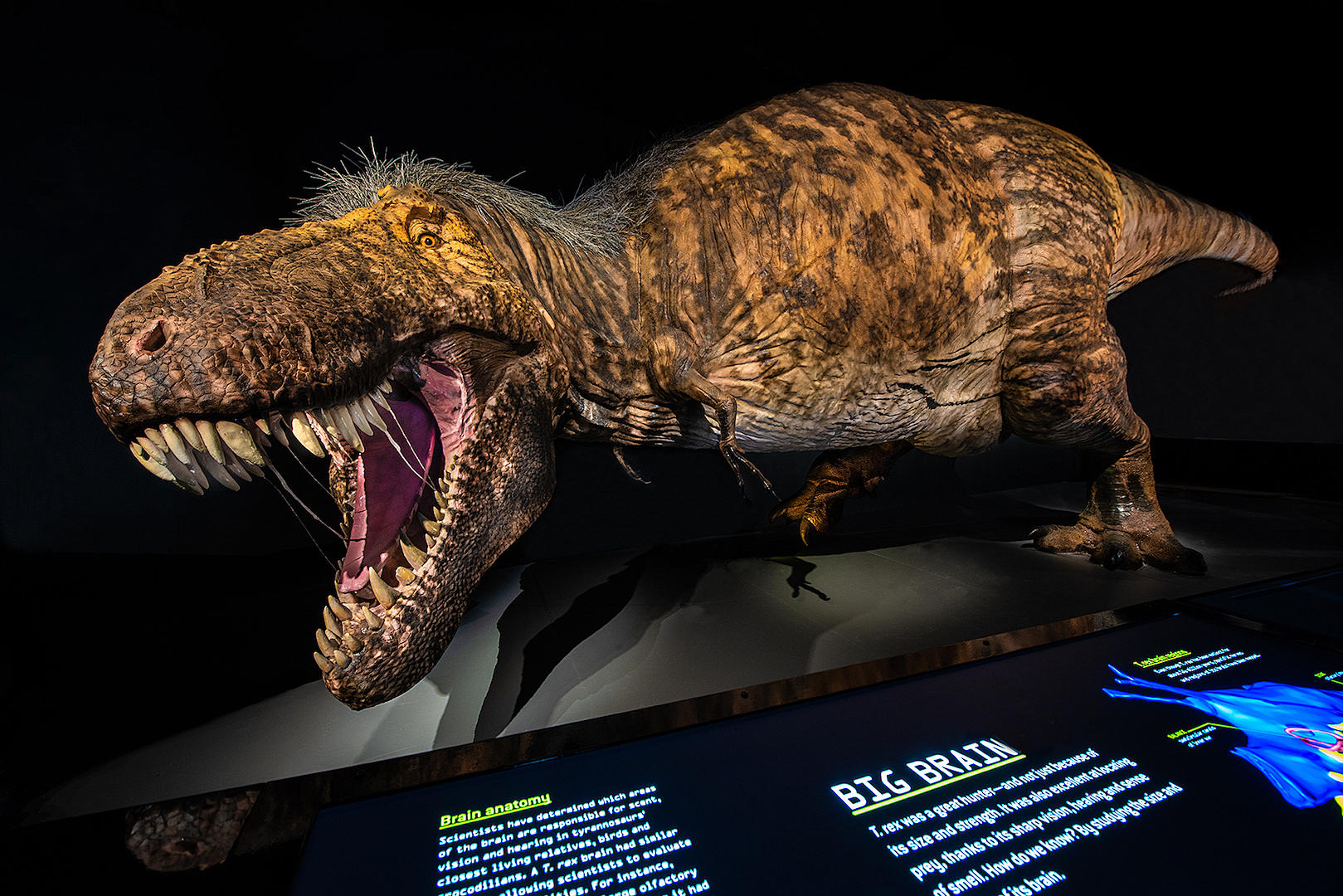 The Tyrannosaurus Rex just got more metal