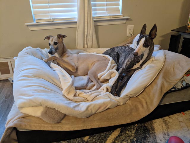 IMPERISHABLE_2025_Pets | Metal Insider