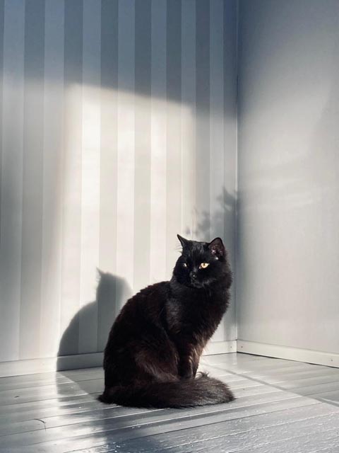 Canvas of Silence_Pets2 | Metal Insider