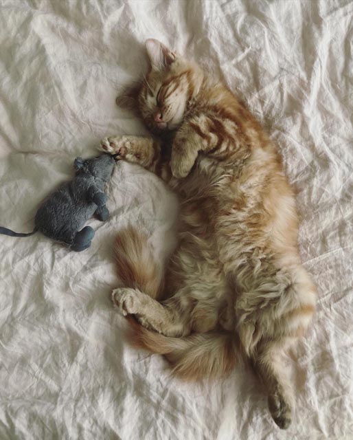 Canvas of Silence_Pets3 | Metal Insider