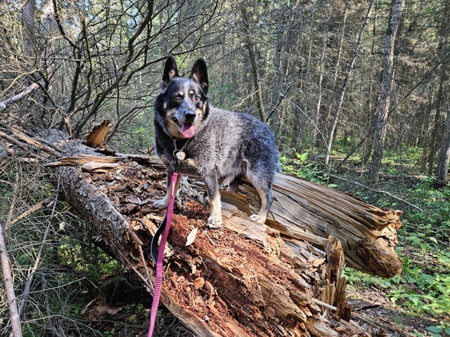 Devolver_Pets | Metal Insider