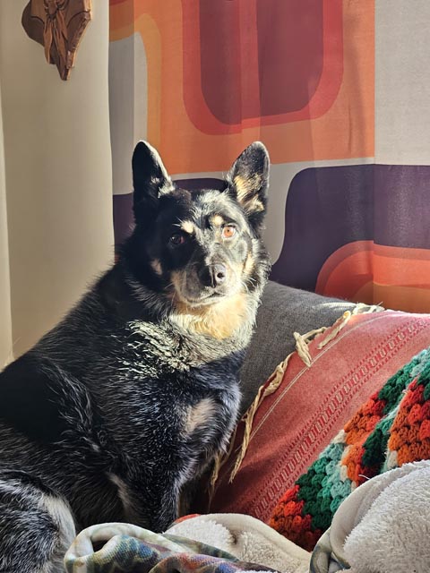 Devolver_Pets_2 | Metal Insider