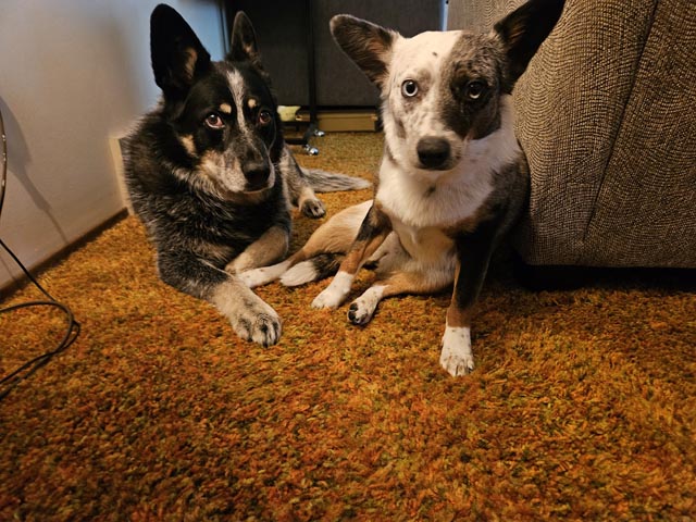 Devolver_Pets_3 | Metal Insider