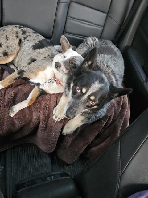 Devolver_Pets_4 | Metal Insider