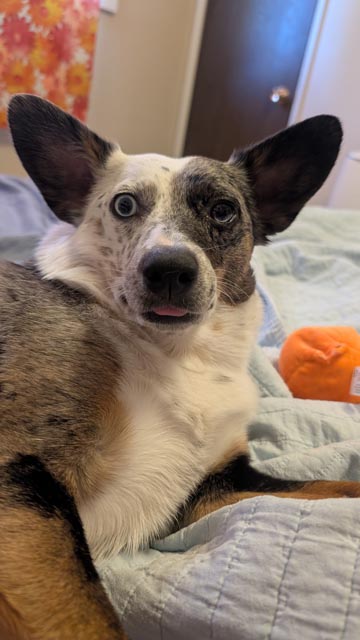 Devolver_Pets_5 | Metal Insider