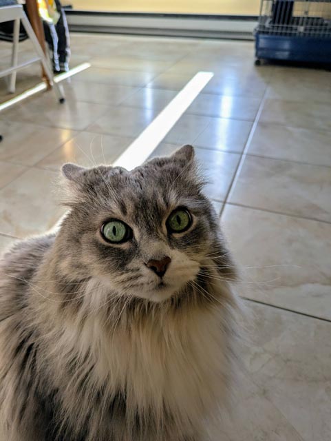 Born_Divided_Pets_1 | Metal Insider