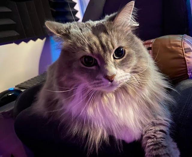 Born_Divided_Pets_2 | Metal Insider