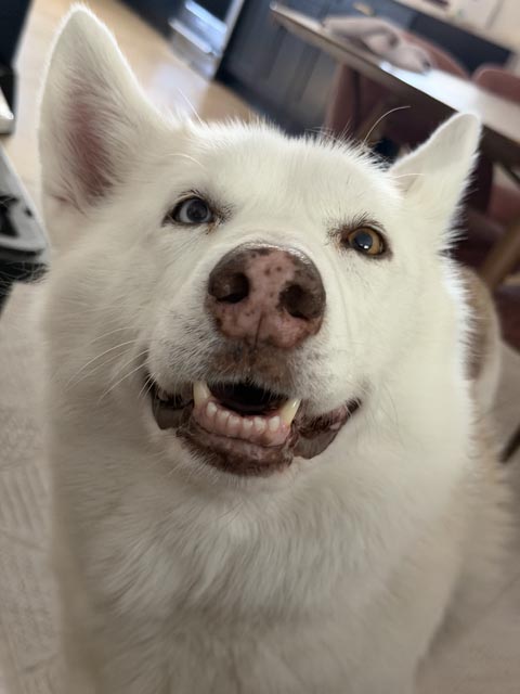 In_Virtue_Pets_2 | Metal Insider