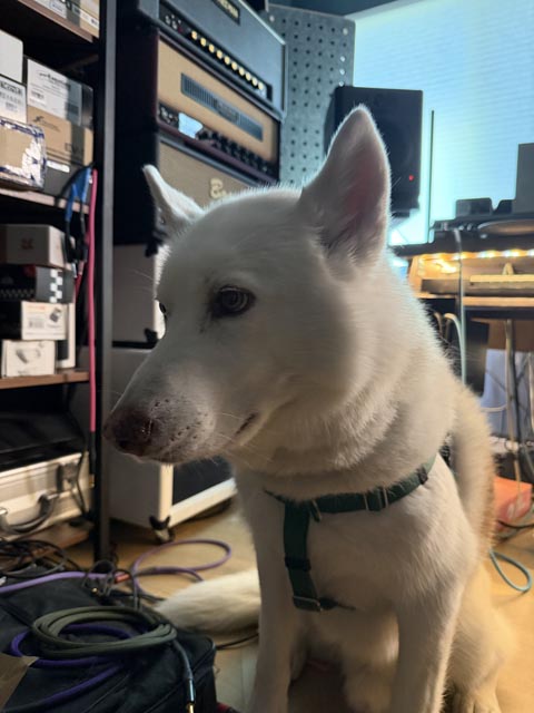 In_Virtue_Pets_3 | Metal Insider