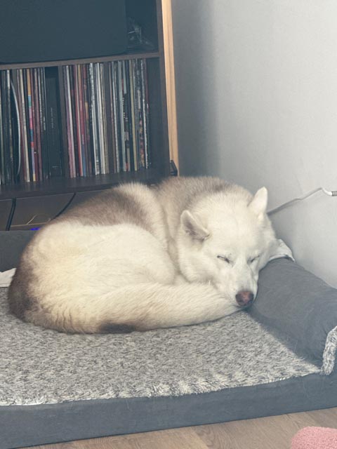 In_Virtue_Pets_4 | Metal Insider