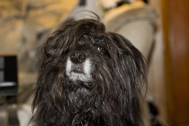 The_Fixer_Pets_1 | Metal Insider