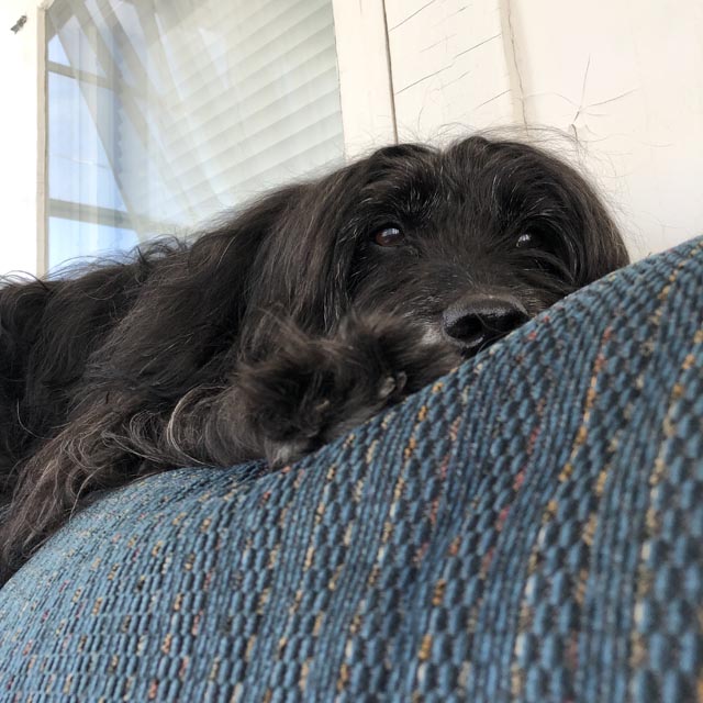 The_Fixer_Pets_2 | Metal Insider